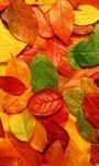 pic for Autumn Leaves Rug 